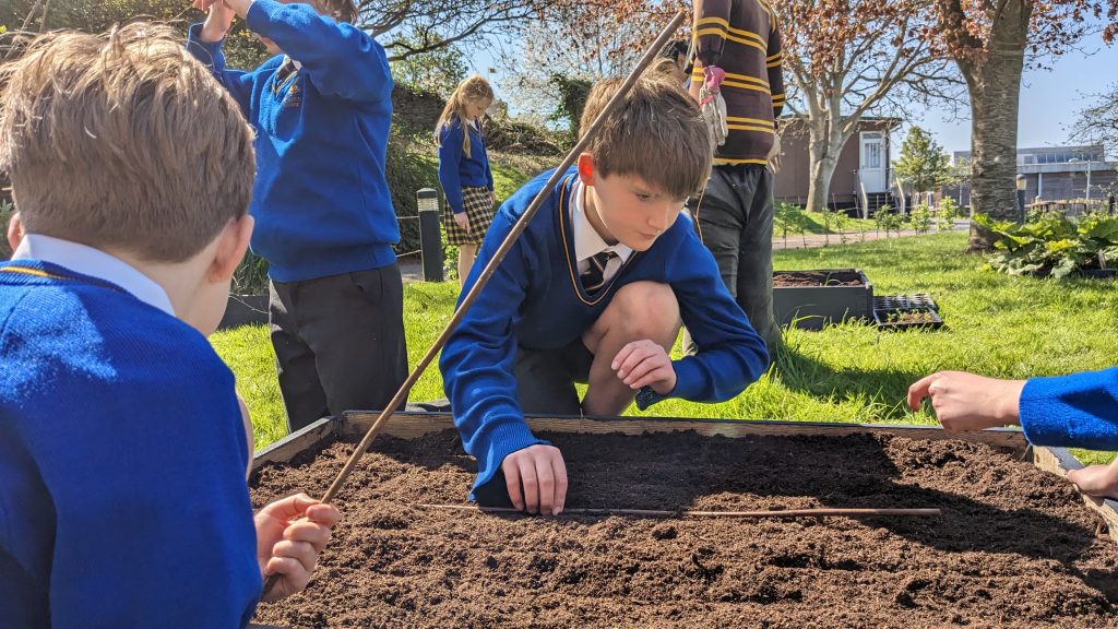 Queen's College Prep School students are gathered around a vegetable plot, they are using a stick to mark the soil to prepare for planting seedlings