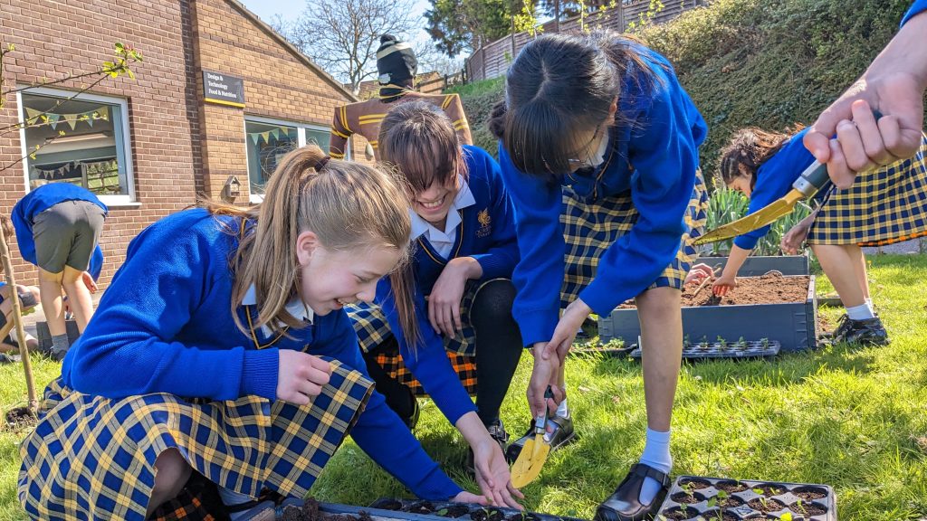 Queen's Prep School pupils are gathered around a vegetable plot, they are planting seedlings in to the ground.