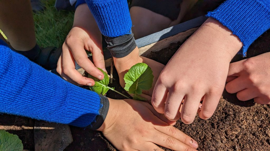 Children's hands are working together to plant some seedlings into the ground.