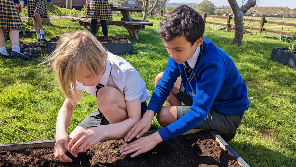 Two Queen's College students work together to plant seedlings into the soil